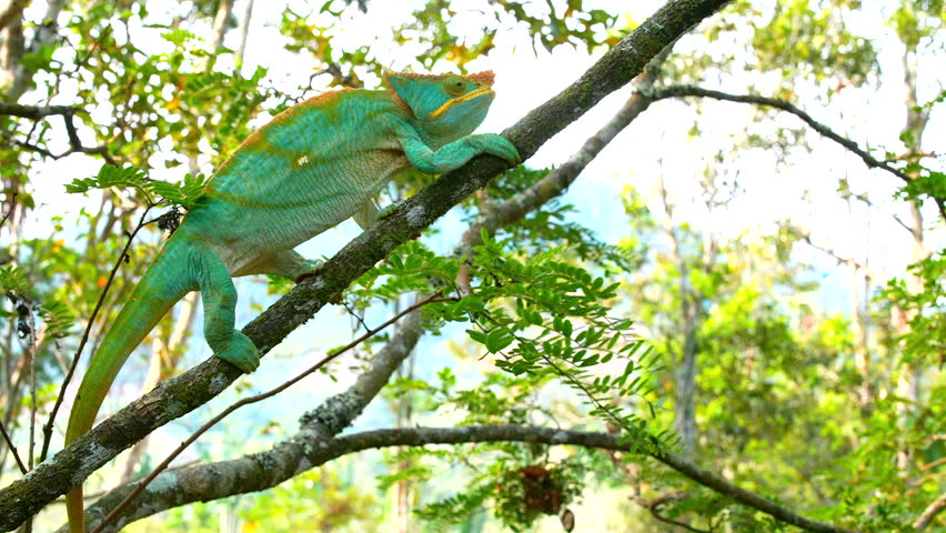 A Chameleon lurks on a branch in Madagascar  Royalty-Free Stock Footage #1104578487