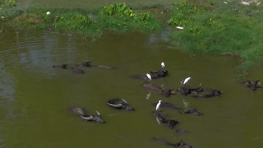 A herd of bulls in the water, birds sit on the backs of bulls, aerial view Royalty-Free Stock Footage #1104578867