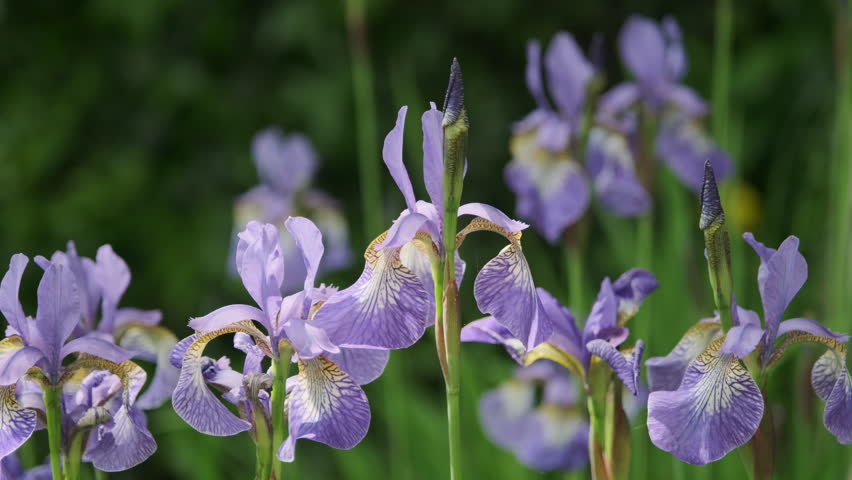 A group of beautiful purple Siberian Iris flowers waving in the wind in a sunny garden. Also known as Siberian Flag and Iris Sibirica. 