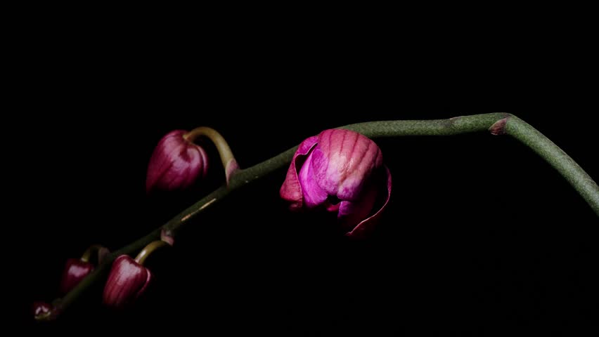 Time lapse of growing red phalaenopsis orchid flower from bud to full blossom. Spring flower butterfly orchid blooming isolated on black background, 4k video studio shot close up view. Royalty-Free Stock Footage #1104583093