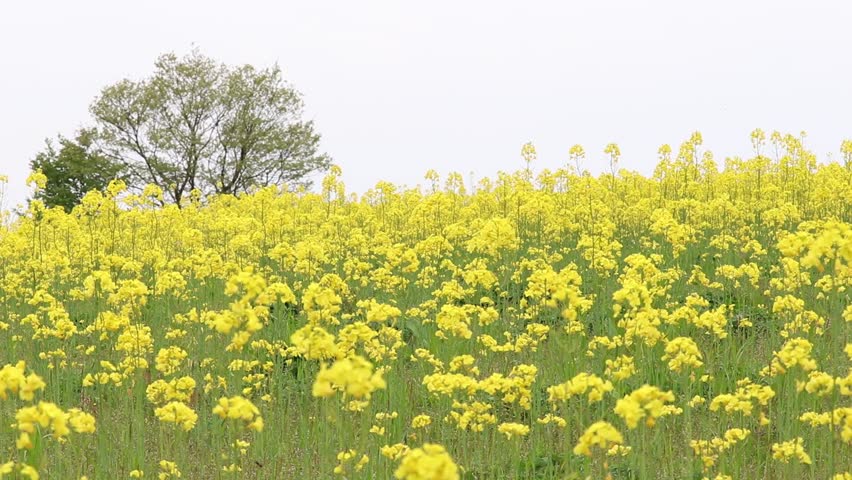 Daisen City, Akita Prefecture
Field of canola flower Royalty-Free Stock Footage #1104583365