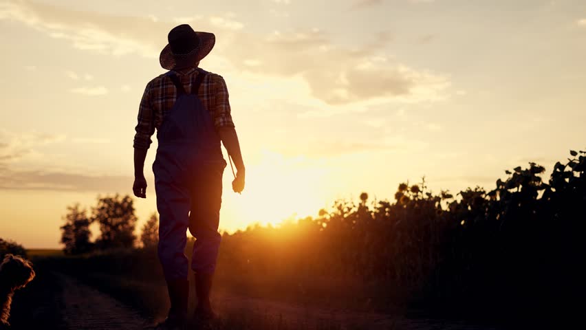 Agriculture. Farmer agronomist goes in rubber boots. a farmer with a dog walks along rural road. An agronomist walks across a field at sunset. Vegetable oil production. Farmer at sunset with dog walk Royalty-Free Stock Footage #1104585087