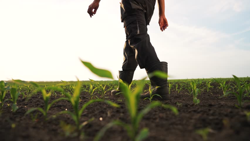 Agriculture.Farmer steps on fertile soil in cornfield.Farmer in cornfield at sunset.Agriculture concept.Farmer in rubber boots on eco crop corn plantation.Corn sprouts in soil.Drought in corn field Royalty-Free Stock Footage #1104585105