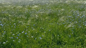 Blooming steppe, wild flax and stipa grass in the wind, untouched protected lands. Beautiful landscape of linen field - linum usitatissimum. Insect pollinators fly front of camera. Slow motion video.