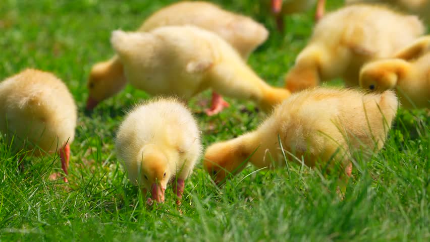 A group of beautiful and cute yellow ducklings on the grass. Farm anilams grazing on
