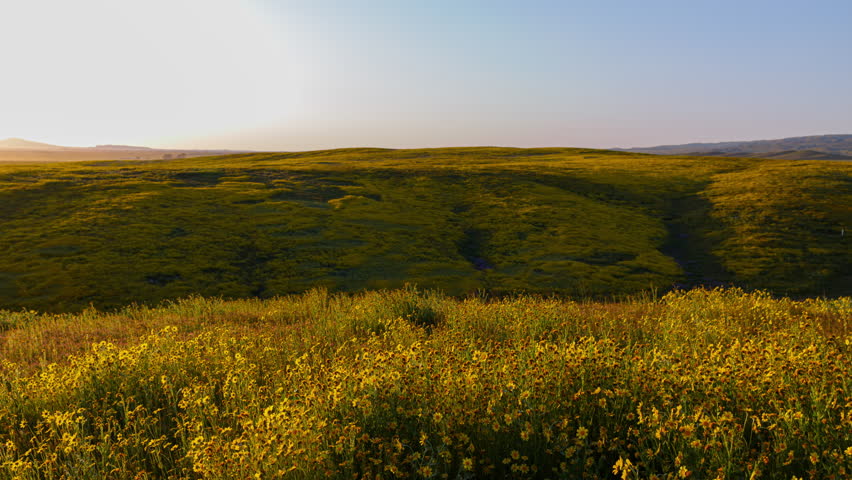Time lapse of wildflower superbloom at sunset in Southern California