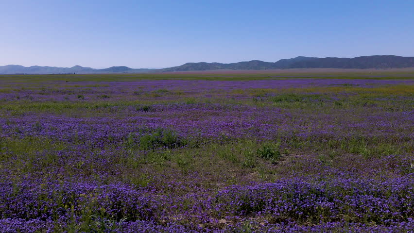 Cinematic aerial shot of purple wildflower super bloom in Carrizo Plain in Southern California in spring of 2023 Royalty-Free Stock Footage #1104586331