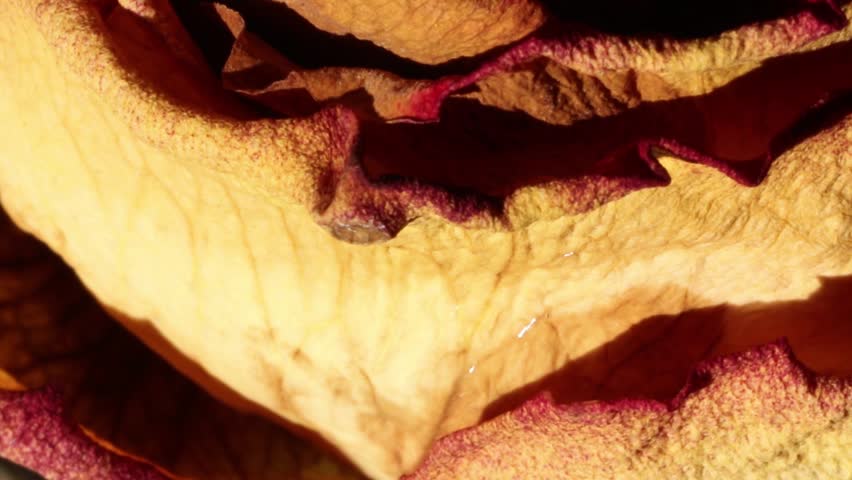 Closeup of withered rose petals. Royalty-Free Stock Footage #1104590483