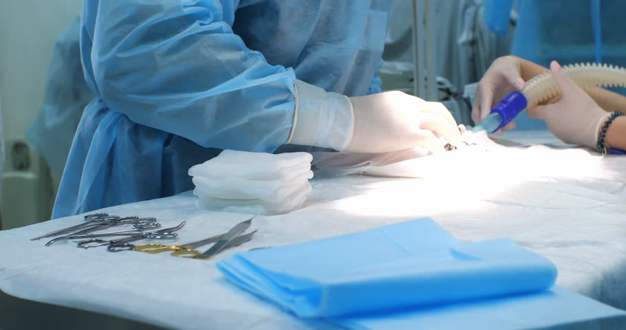 A veterinary surgeon operates on a hamster under anesthesia. In the operating room, in the light of a surgical lamp, a hamster lies on the table in anesthesia. Operation hamster concept.