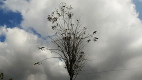 Footage of dry trees blowing in the wind.
