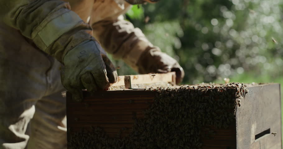 Farm, bees and beekeeper with hive for honey harvest for propolis, honeycomb and pollen production. Beekeeping, sustainable agriculture and person with frame for sweet, organic and natural food Royalty-Free Stock Footage #1104612433