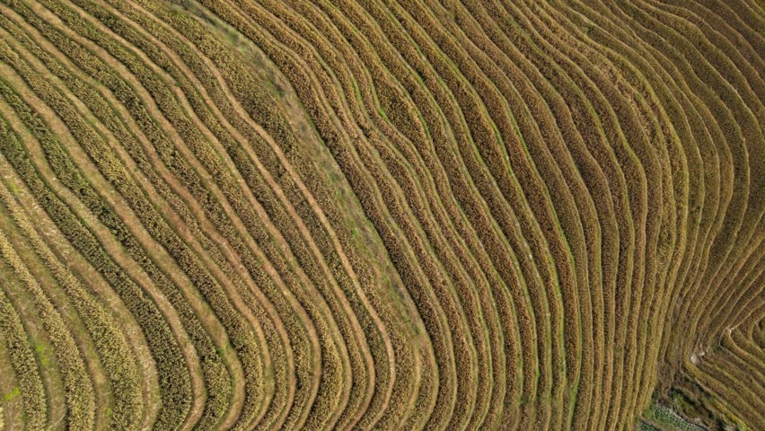 Longji terraced field in guilin china Royalty-Free Stock Footage #1104614459