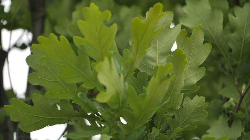 Oak leaves move in the wind. Green tree leaves in summer Royalty-Free Stock Footage #1104614687
