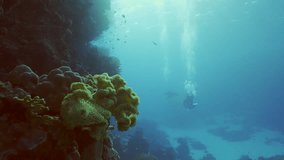 Two scuba divers swims in the deep next to coral reef in bright sunny day, Slow motion, Backlighting (Contre-jour), Back view