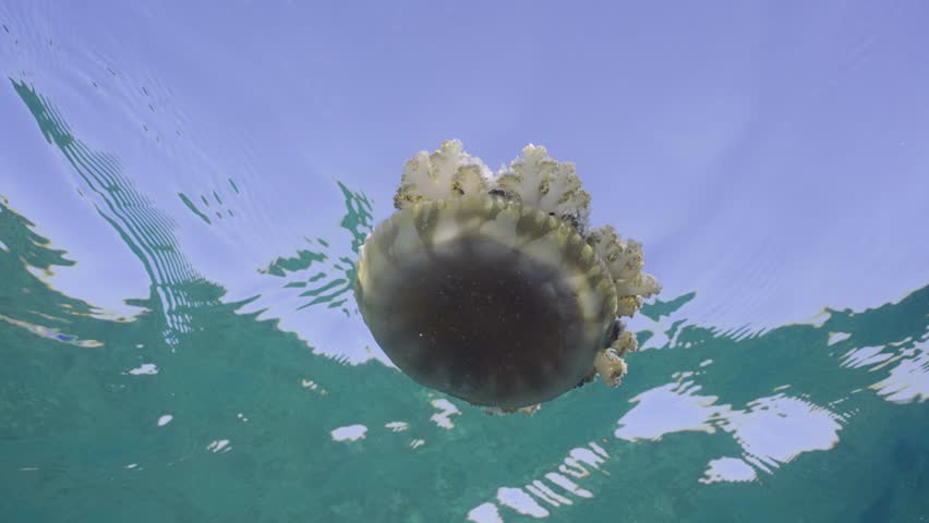 Close-up of Upside Down Jellyfish (Cassiopea andromeda) swimming dowm under surface of water reflected in it on bright sunny day on blue sky background, slow motion, bottom view Royalty-Free Stock Footage #1104616439