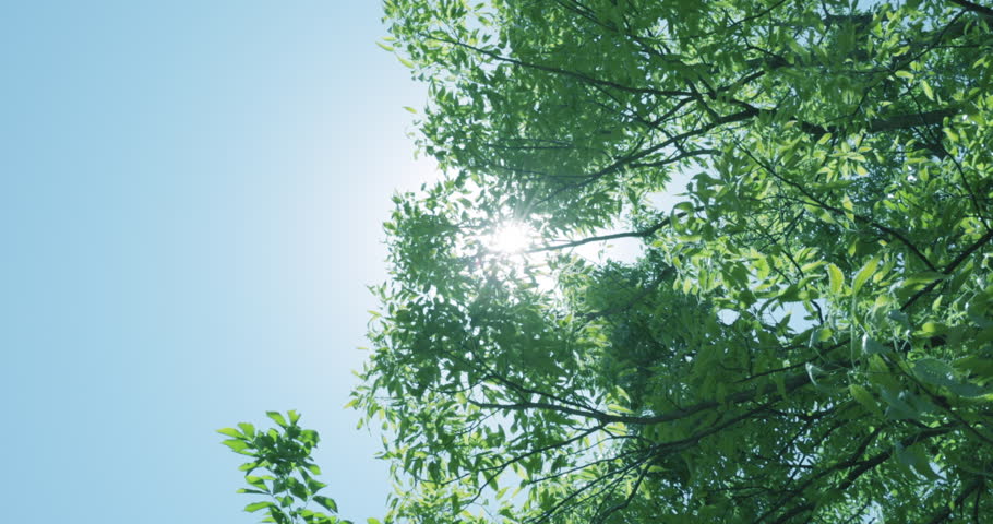 Bright green plants and the shining sun