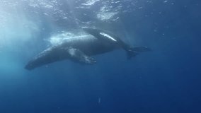 Humpback whales underwater of Pacific Ocean. Giant animal Megaptera Novaeangliae in Tonga Polynesia. Concept of family idyll of whales giant sea animals and underwater megafauna.