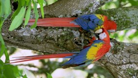 Vertical video - A Couple of Scarlet macaw (Ara macao) in the wild, Panama, Central America - stock video