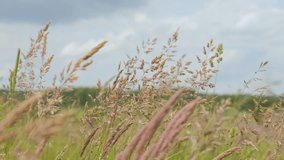 Wild Grass Sway From Wind On Nature Sky. Reed In Meadow Sways. Grass Blowing On Nature Autumn Field. Summer In Herb Meadow On Countryside. Wild Grass Swaying in Wind Nature Meadow Field Background. - Powered by Shutterstock - Get 15% off with code: PIKWIZARD15
