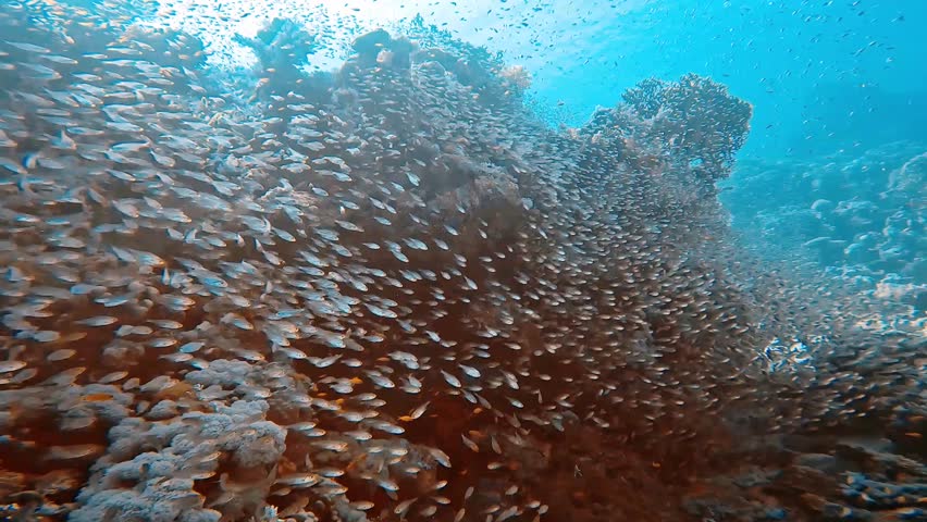 4k video of Pygmy Sweepers aka Glassfish (parapriacanthus ransonneti) in the Red Sea, Egypt Royalty-Free Stock Footage #1104625161