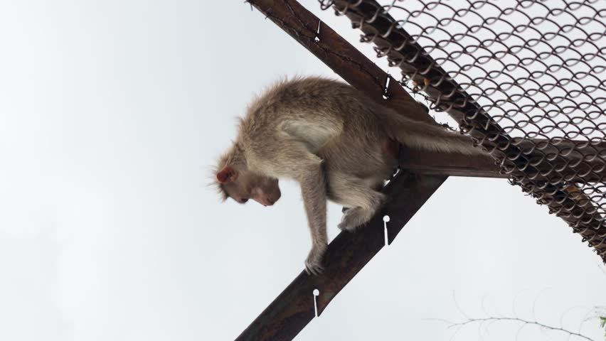 Monkey sitting alone in a fence startled by another monkey and chasing after him