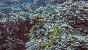 4k video of Yellow Goatfish (Mulloidichthys martinicus) in the Red Sea, Egypt