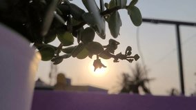 a close up view of a plant with sun in the background as if its the fruit, Summer sun in the background, Selective focus with blurred background. 4K video for hope, environment and god. relax, yoga 