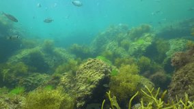 Shoal of fish (seabreams) with algae underwater in the Atlantic ocean, natural seascape, Spain, Galicia