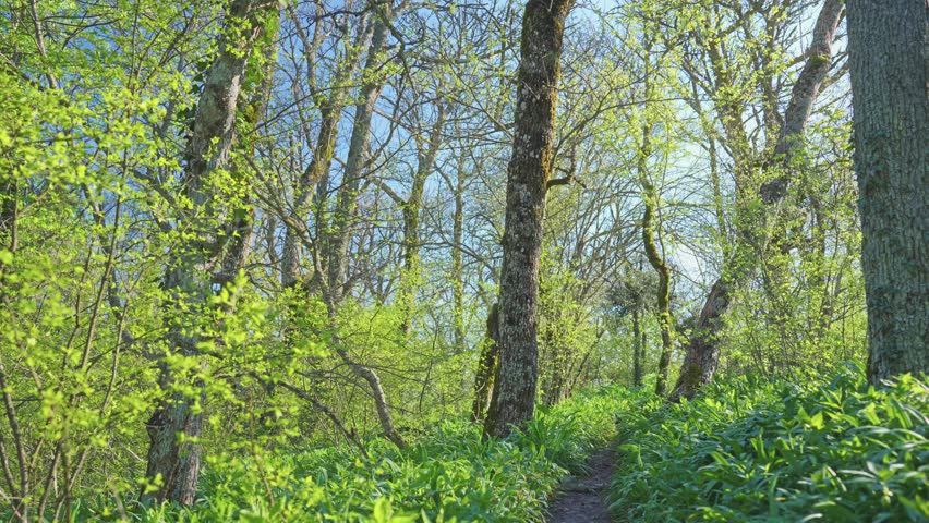 Spring sunny forest at day and footpath. Nature landscape scene.