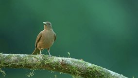 Clay-colored thrush (Turdus grayi) National bird of Costa Rica, Central America - stock video
