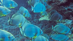 4k video of Circular Batfish (Platax orbicularis) in the Red Sea, Egypt