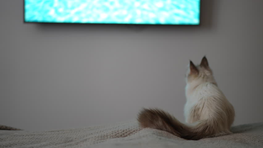 Back view curious cat watching TV jumping trying catch fish on screen. Adorable fluffy kitten having fun playing at home in bedroom Royalty-Free Stock Footage #1104641713