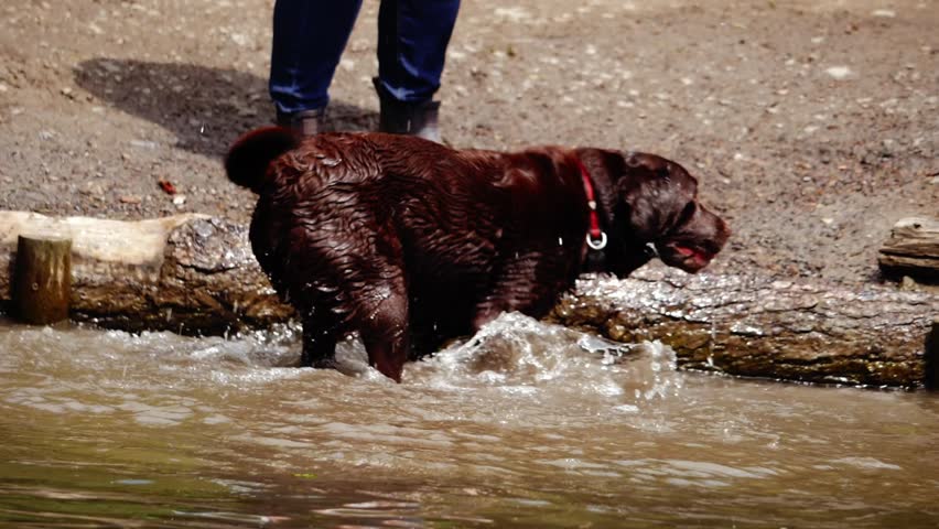 Chocolate labrador dog playing and splashing in water medium shot slow motion selective focus