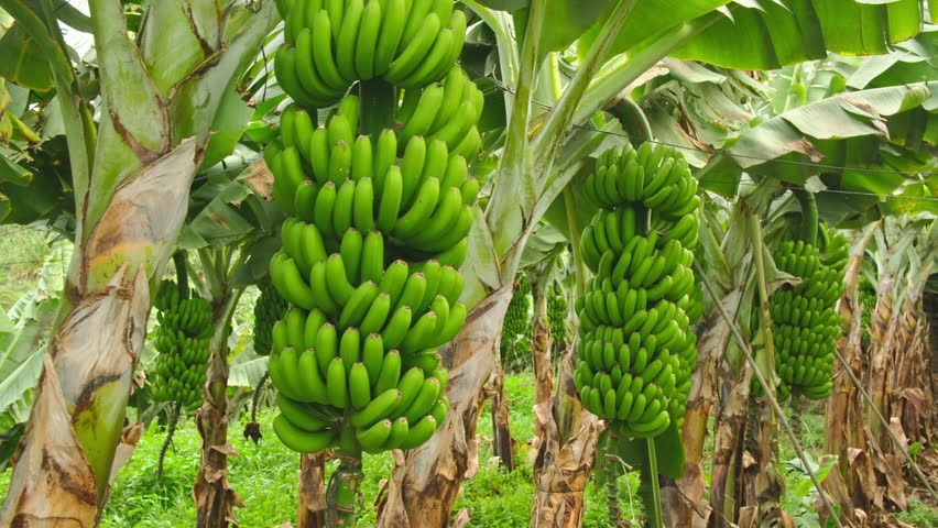 Tenerife banana plantations in Tenerife, Canary islands, Spain. Green bananas growing on trees. Green tropical banana leaves and fruits on banana plantation. Agriculture and banana production concept Royalty-Free Stock Footage #1104646853
