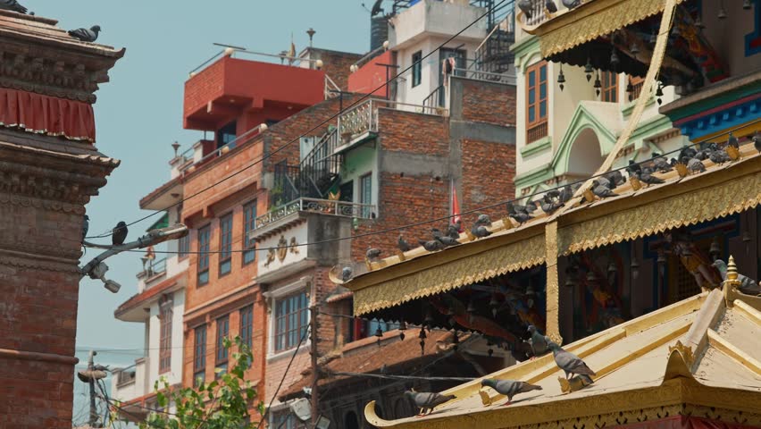 Flock of pigeons stand on religious golden red altar shrine in Kathmandu market, Nepal