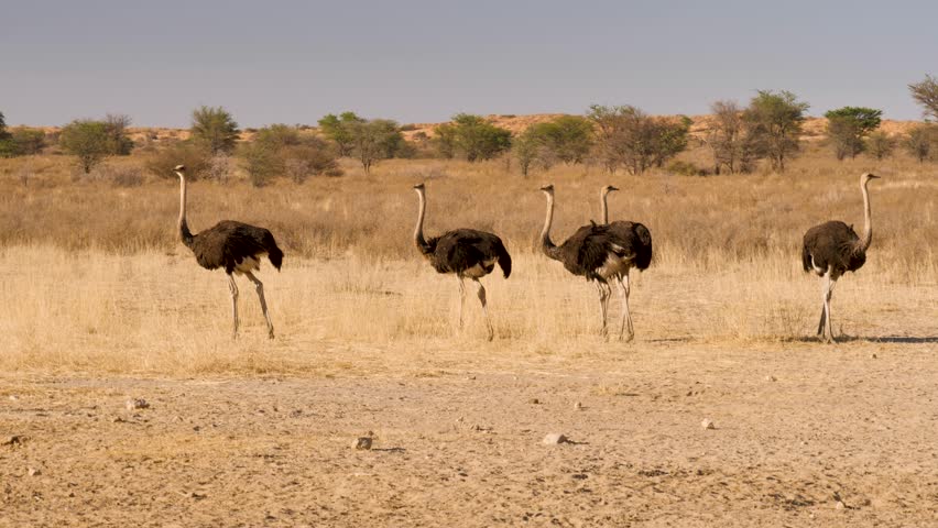 Flock of Ostriches prenn in arid landscape of the Kalahari.