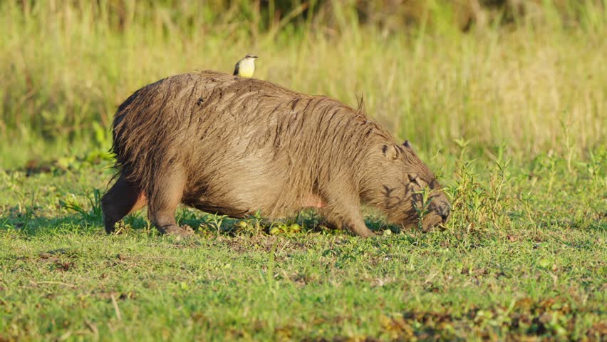 Bird sits perched on back of wet soaked capybara grazing on grassland Royalty-Free Stock Footage #1104662189