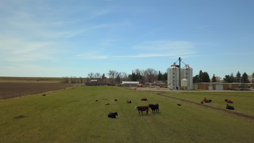 Livestock In Farm Outside Lumber Industry Against Sky On Sunny Day - Billings, Montana
