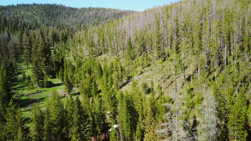 Aerial Tilt Up Shot Of Lumberjacks Loading Logs In Pickup Truck At Woodland - Billings, Montana