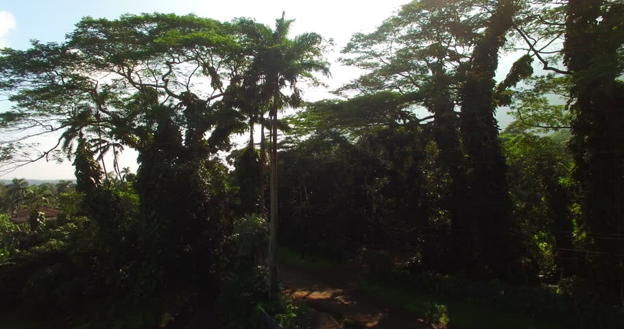 Aerial Shot Of Trees In Forest Near Mountain Against Sky, Drone Ascending Over Jungle - Oahu, Hawaii