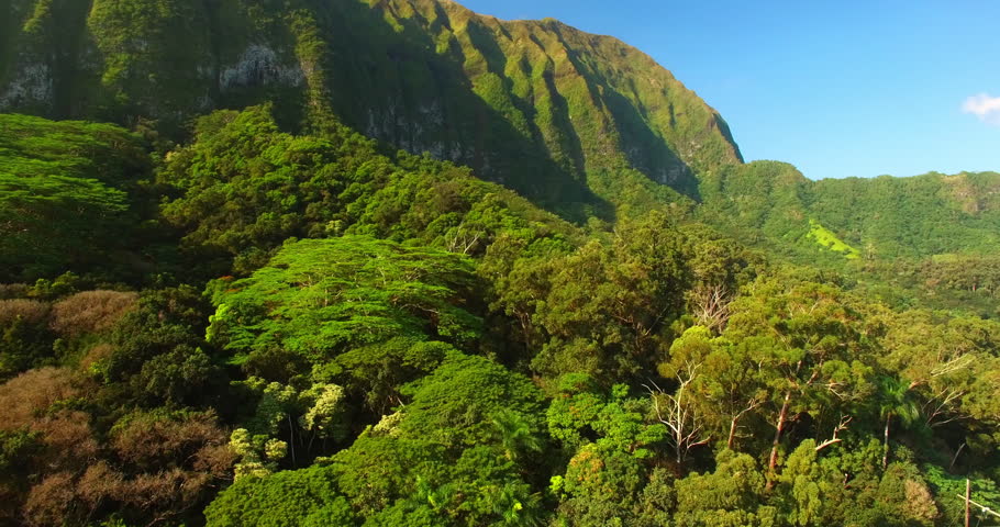 Aerial Panning Shot Of Green Trees In Jungle Near Mountains On Sunny Day, Drone Flying Over Natural Landscape - Oahu, Hawaii