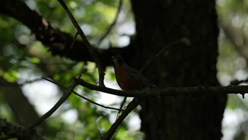 Silhouette of American Robin jumping off tree branch into forest, backlit slow motion