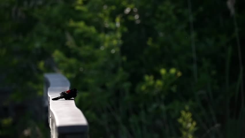 Red-winged Blackbird perched on park fence leaps into flight out of shadow, slow motion