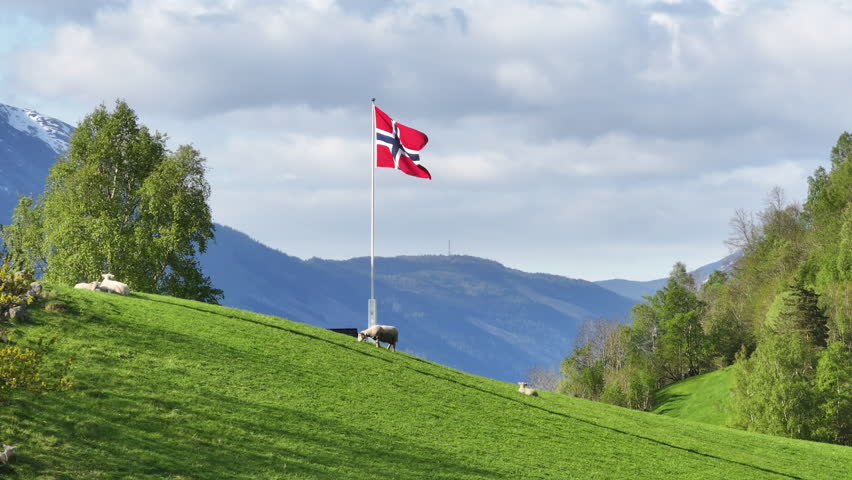 Waving Norwegian flag with sheep graze on lush picturesque farm; drone parallax Royalty-Free Stock Footage #1104670817