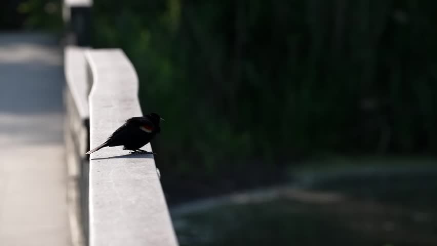 Red-winged Blackbird perched on wooden bridge takes off in slow motion