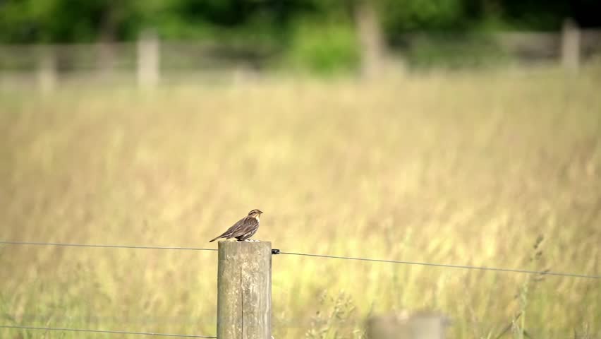 Small Red-winged Blackbird female takes off from fence post in farm field, slow motion