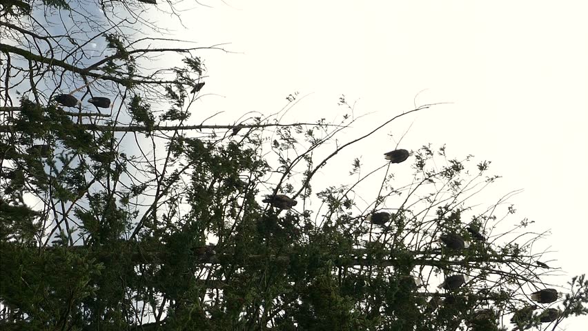 Birds perched atop some tree branches, while an eagle arrives at them, against a backdrop of blown out sky 