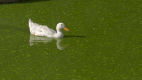 This video is about A single white duck floats serenely on a tranquil green lake. The duck's feathers are a brilliant white, and its reflection in the water is perfectly still.
