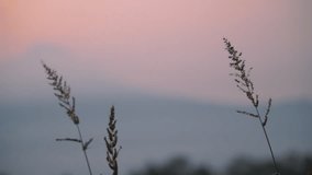 Beautiful tall grass flower swaying by the wind with sunrise sky on the background and a mountain is equivocal. Silver or gold reed grass. Abstract nature video background - Powered by Shutterstock - Get 15% off with code: PIKWIZARD15