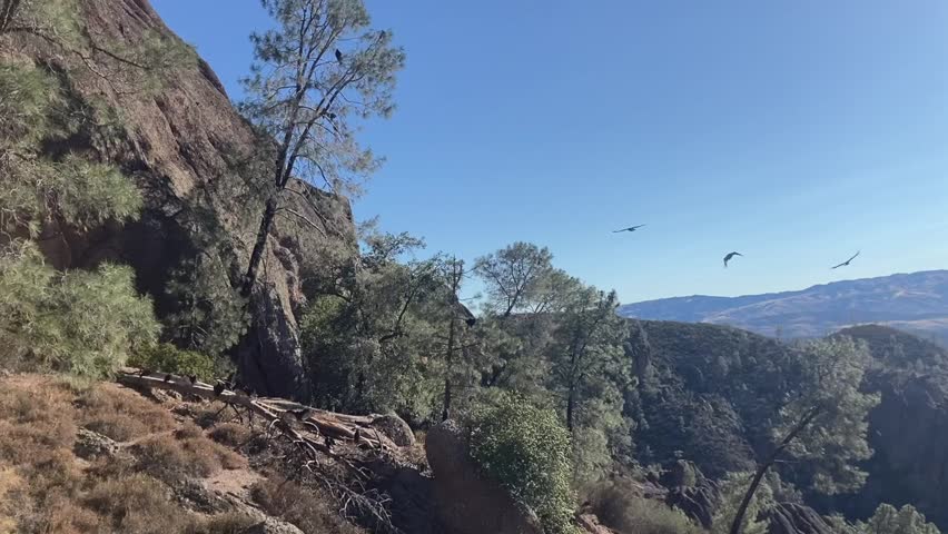 Slow motion capture of three endangered California Condors flying overhead on a hiking trail. Taken on a clear, sunny day in summer - Pinnacles National Park, California, USA